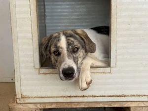 Jake sucht sein Zuhause (noch auf Sardinien)
