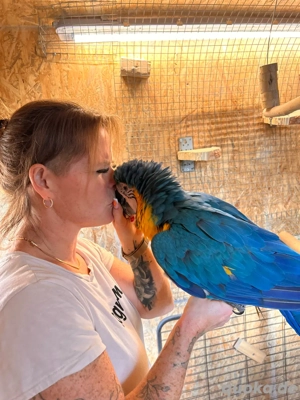 Papageien und Sittiche