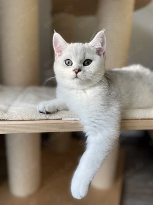 Britisch Kurzhaar Katerchen mit exzellenten Stammbaum