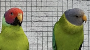 Pflaumenkopfsittiche 