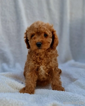 Toypudel Welpe 