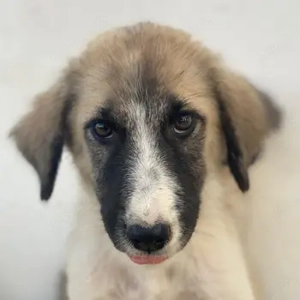 Dinka, geb. ca. 04 2025, lebt in GRIECHENLAND, auf einer privaten Pflegestelle