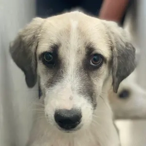 Maliya, geb. ca. 04 2025, lebt in GRIECHENLAND, auf einer privaten Pflegestelle