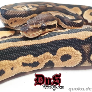 Königspython 1.0 Cinnamon Orange Dream het Piebald NZ 2018