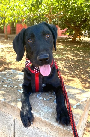 BRUNO auf Körbchensuche