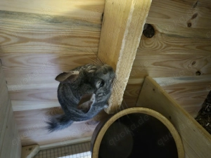 Chinchillas mit großem Käfig  Bild 2