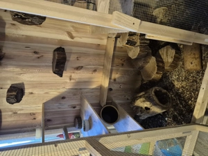 Chinchillas mit großem Käfig  Bild 6