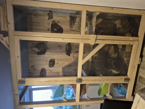 Chinchillas mit großem Käfig  Bild 5