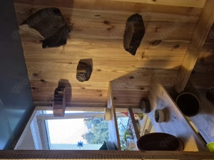 Chinchillas mit großem Käfig  Bild 3