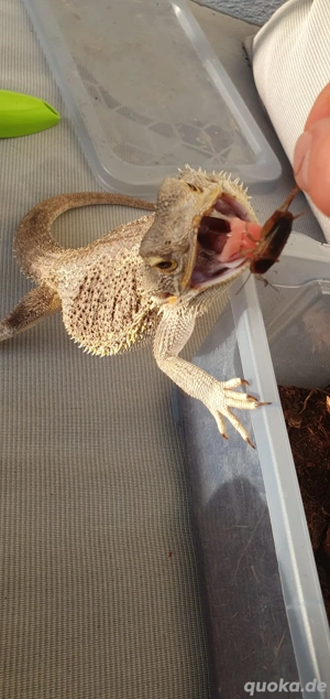 Bartagamen Weibchen 9 Jahre Alt sucht ein neues Zuhause