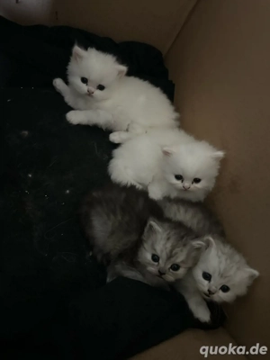 Flauschige Katzenbabys   Britisch Persisch Mix, 2,5 Monate