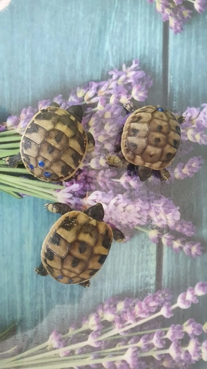 griechische Landschildkröten (Testudo Herrmanni) eigene Nachzucht 2025 abzugeben