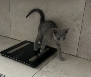 Russisch Blau Kitten (reinrassig)