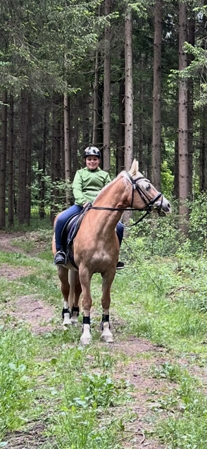 Reitunterricht für Anfänger und Fortgeschrittene auf Reitbeteiligungsbasis Bild 9