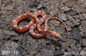 Pewter het Palmetto, Blood het Palmetto  Bild 2