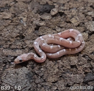 Pewter het Palmetto, Blood het Palmetto 