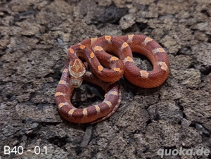 Pewter het Palmetto, Blood het Palmetto  Bild 4