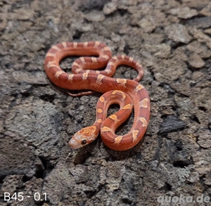 Pewter het Palmetto, Blood het Palmetto  Bild 3