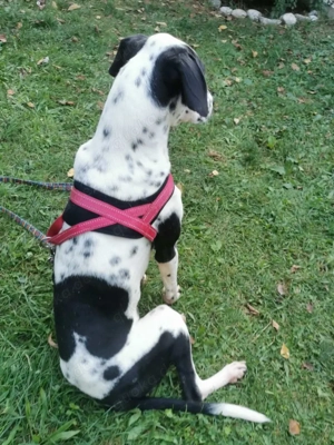 Dalmatiner Rüde KINDERLIEB Ausreise Bundesweit nach Adoption