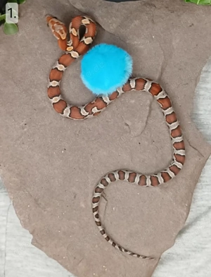 Kornnattern-Babys abzugeben 