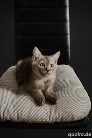 Wunderschönes Kätzchen sucht ein liebevolles Zuhause   