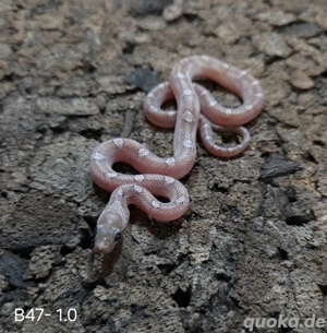 Pewter het Palmetto, Blood het Palmetto  Bild 6