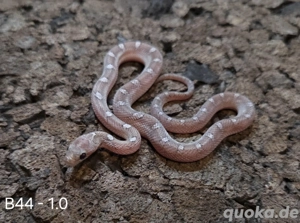 Pewter het Palmetto, Blood het Palmetto  Bild 5