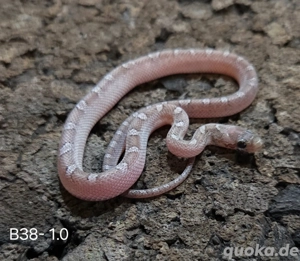 Pewter het Palmetto, Blood het Palmetto  Bild 8