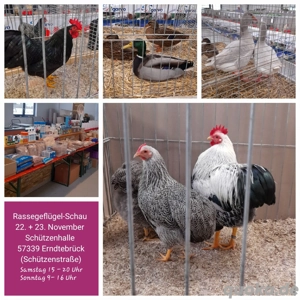 Rassegeflügel-Schau in 57339 Erndtebrück 
