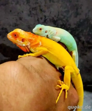 süße Leguan-Rassensammlung