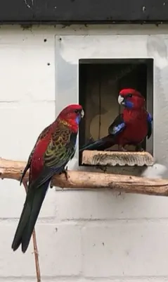 Pennantsittiche abzugeben 