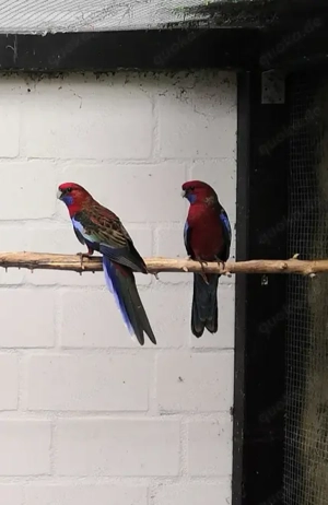 Pennantsittich abzugeben  Bild 2