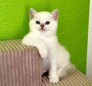 Deckkater Stammbaum blauen Augen BKH Farbe seal-silver-shaded-point ns 11-33 Bild 10