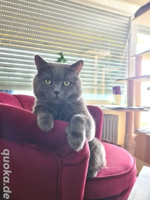 Deckkater  BKH erfahren mit Stammbaum!