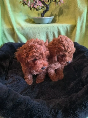 Zwerg Pudel Rüde Janosch red fawn  