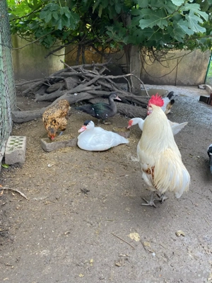 warzenenten, lungtiere 