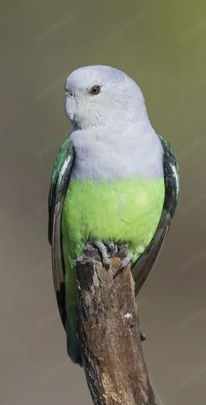 Gebe Grauköpfchen ab