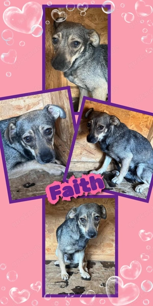 kleine, wunderschöne Hündin "Faith" sucht DRINGEND ein schönes Zuhause 