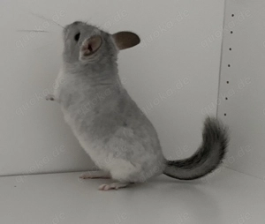 Chinchilla Angoraträger Weibchen Standard Schecke  100% RPAT, 100% Blue Diamond Träger, AVT evt ST 