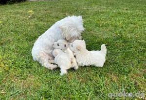 Registrierte West Highland Terrier Welpen