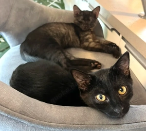 Anna & Tom, 4 Monate - Europäisch Kurzhaar - Tierhilfe Franken e.V.