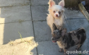 Nur Ari, Merle und Anna suchen noch ein schönes liebevolles zu Hause 