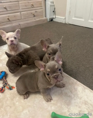 Registrierte Französische Bulldoggenwelpen