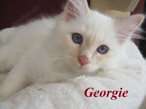 Reinrassige Heilige Birmakitten mit Stammbaum suchen neues Zuhause