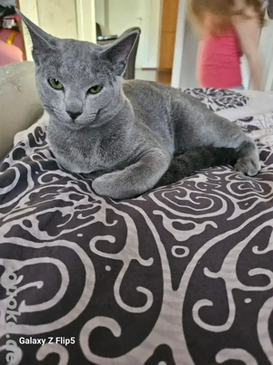 Russisch Blau Deckkater  Bild 2