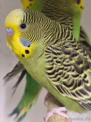 Farben Wellensittiche 