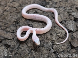 Blood Palmetto, Palmetto, Wild het Palmetto 