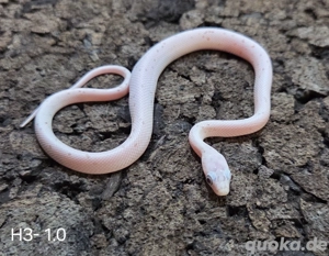 Blood Palmetto, Palmetto, Wild het Palmetto  Bild 5