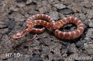 Blood Palmetto, Palmetto, Wild het Palmetto  Bild 6