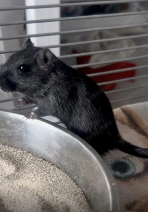 Wüsten Rennmaus in Artgerechte Haltung abzugeben